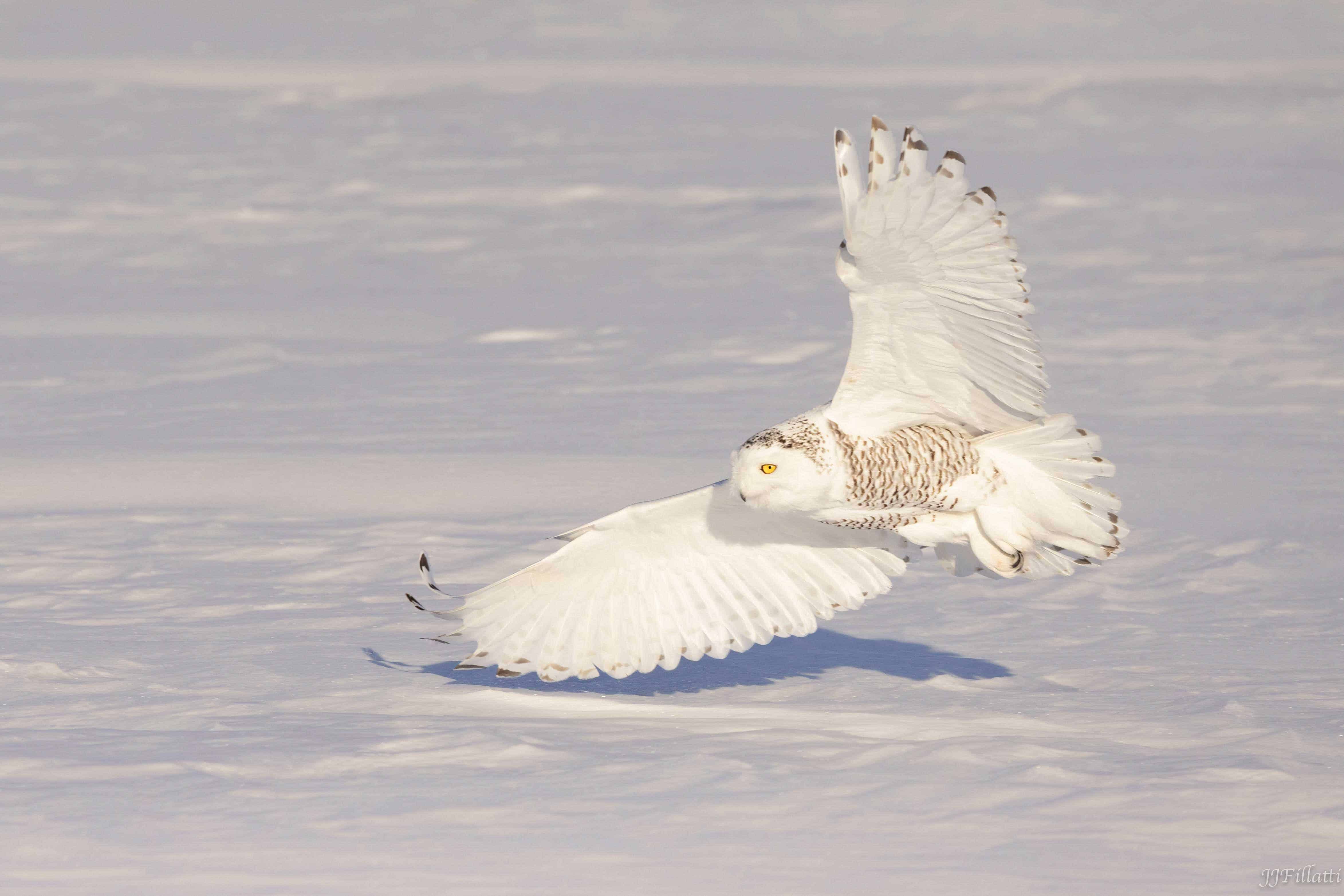 bird of michigan image 10